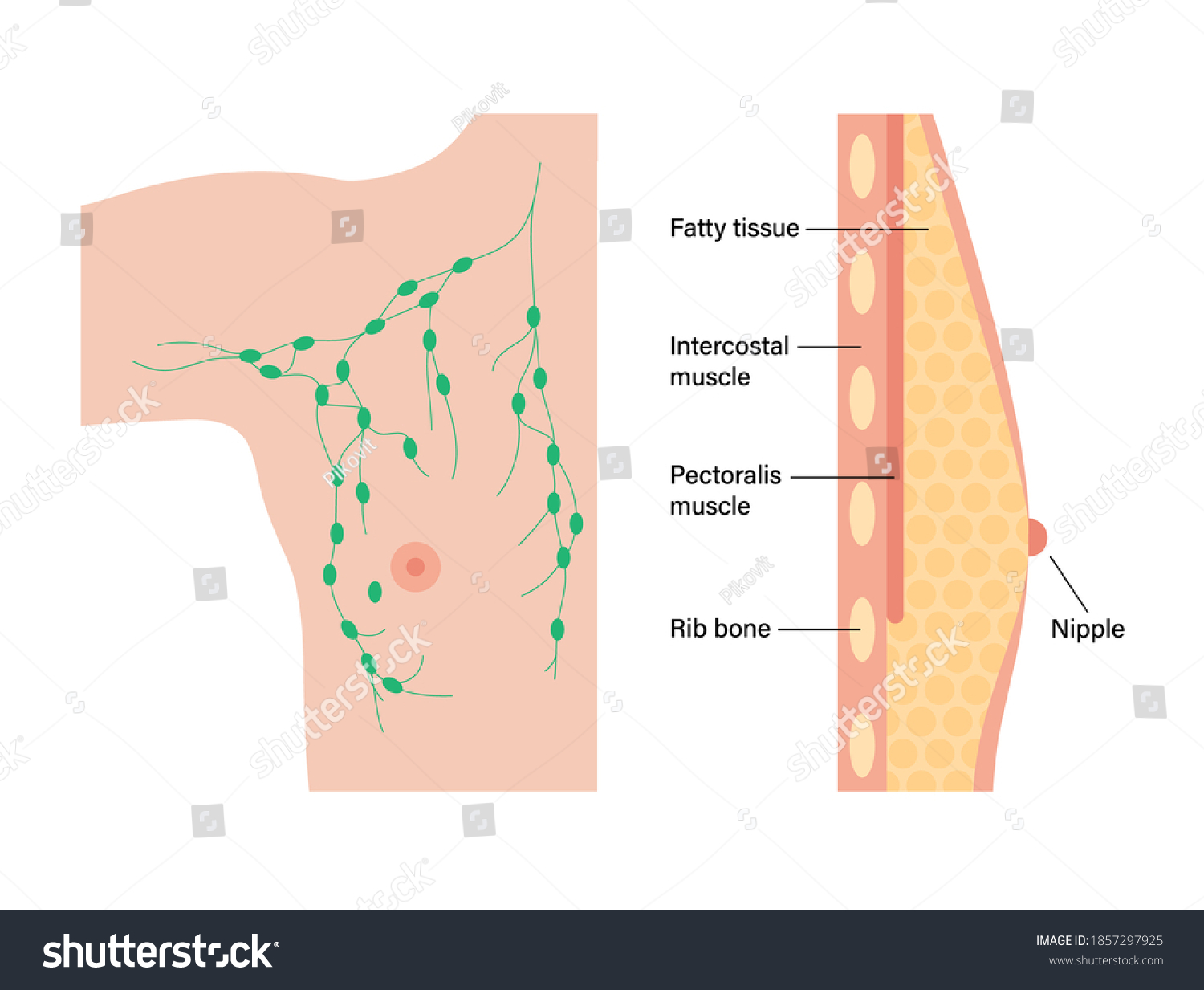 Lymph Nodes Human Breast Man Body Stock Vector Royalty Free 1857297925 Shutterstock