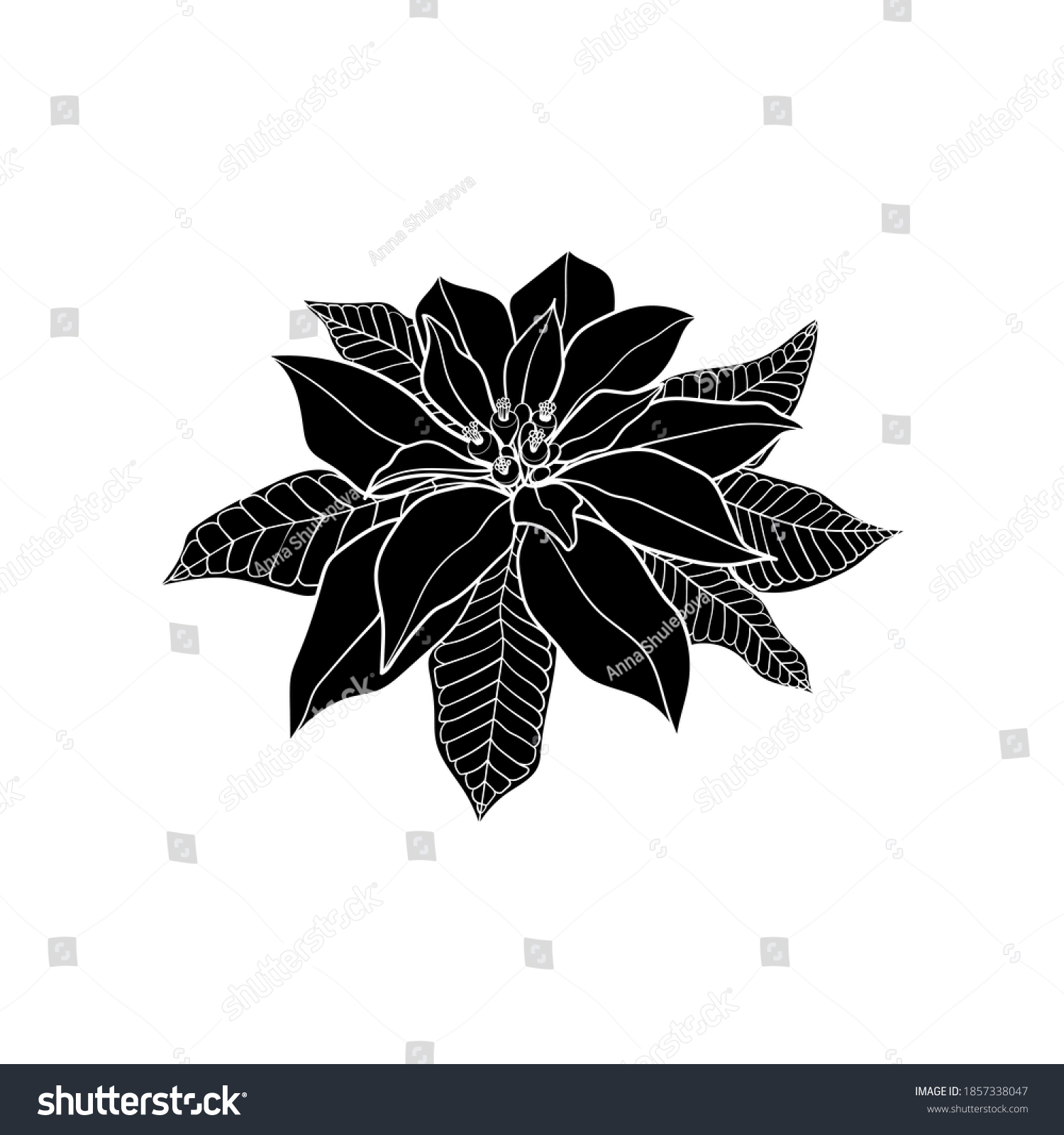 Silhouette Poinsettia Black White Illustration Vector Stock Vector ...