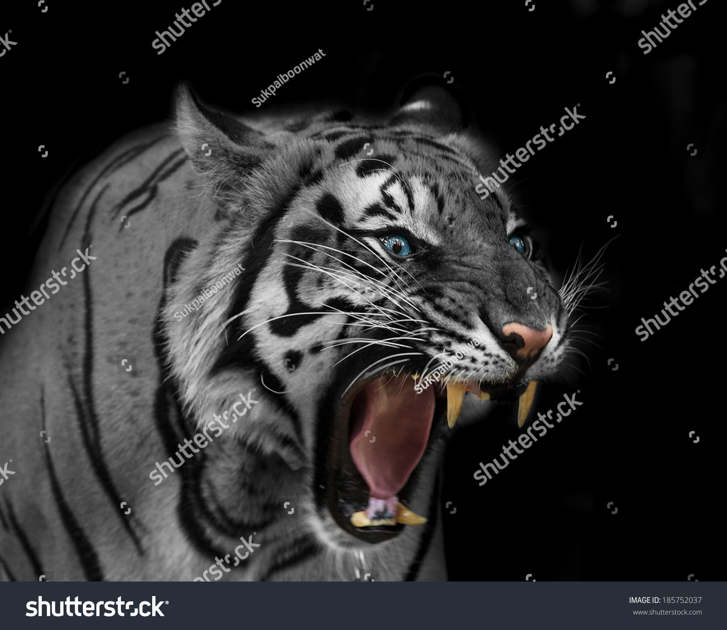 white tiger snarling