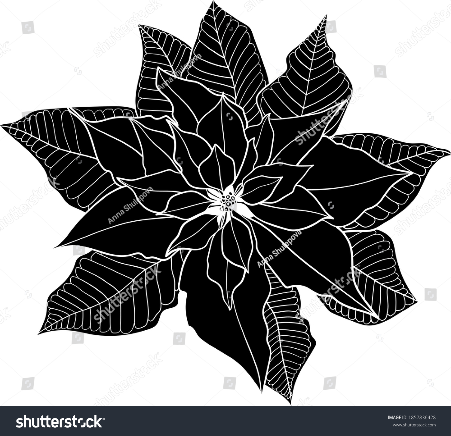 Silhouette Poinsettia Flower Vector Illustration Stock Vector (Royalty ...