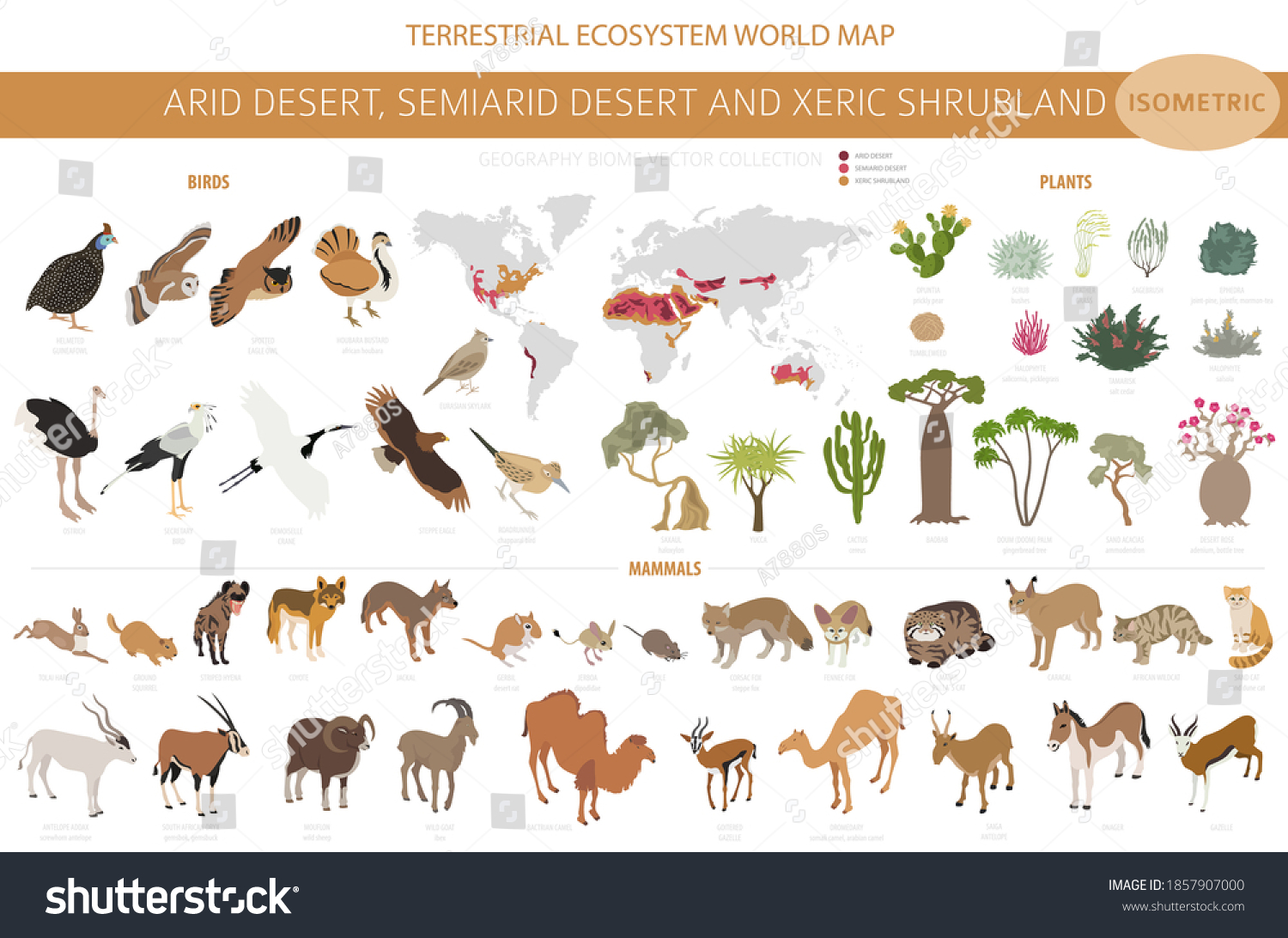 Desert Biome Xeric Shrubland Biome Natural Stock Vector (Royalty Free ...