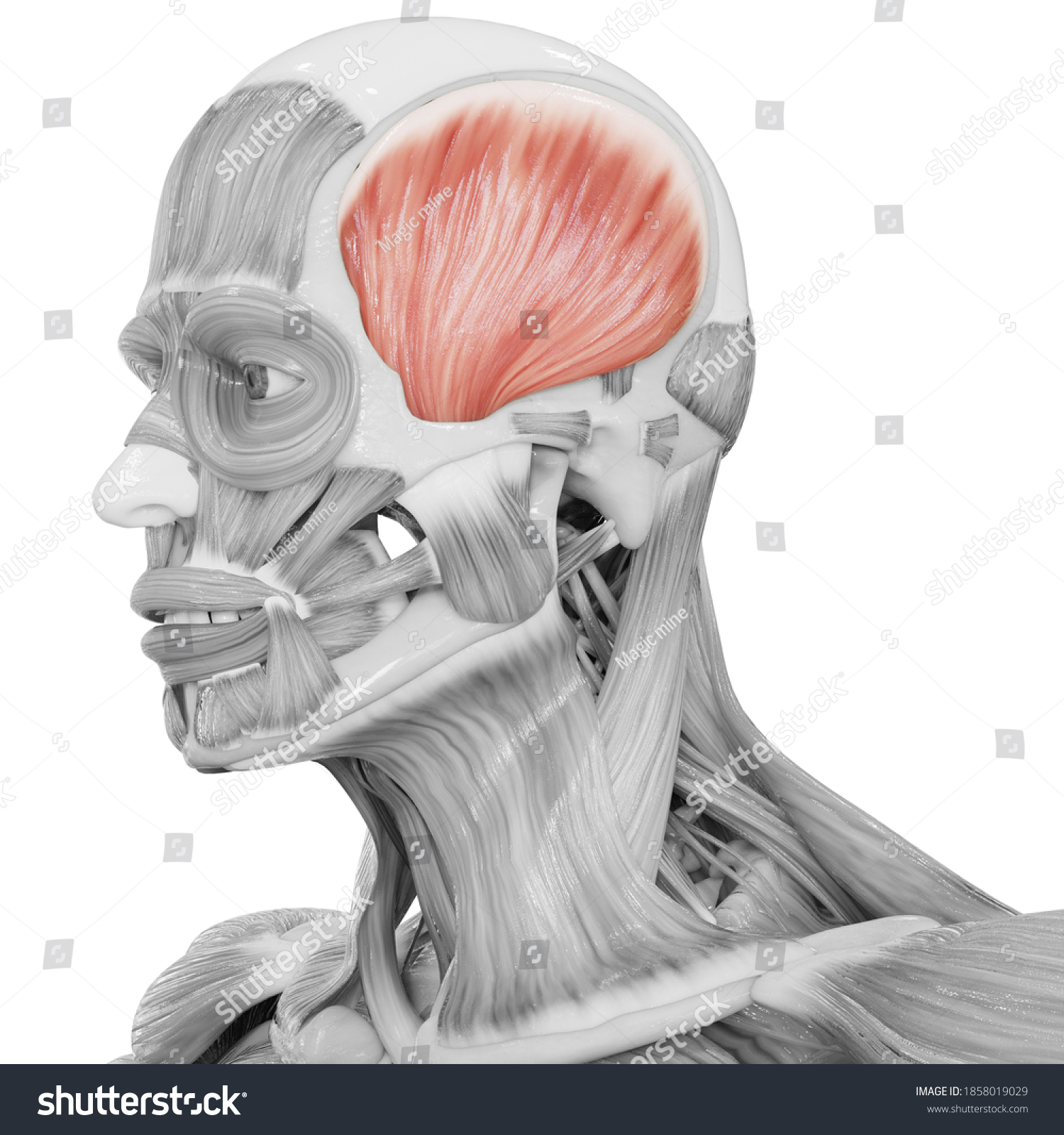 Musculus platysma