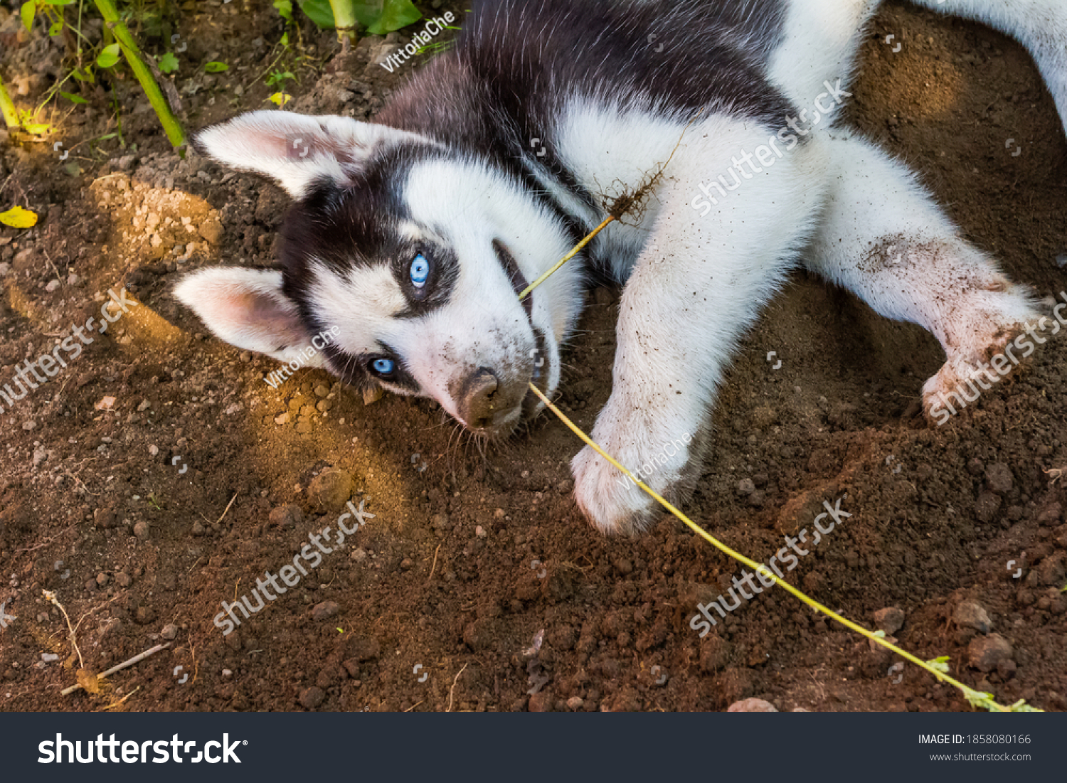 do puppies grow out of digging