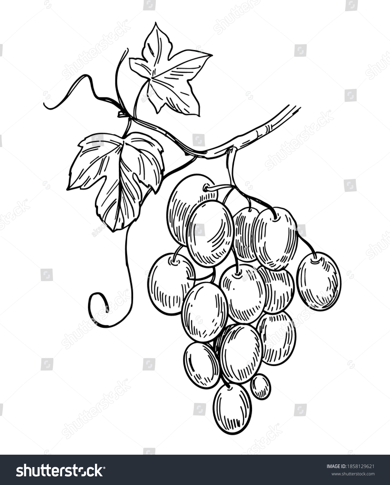 Bunch Grapes Vector Outline Illustration Stock Vector (Royalty Free ...