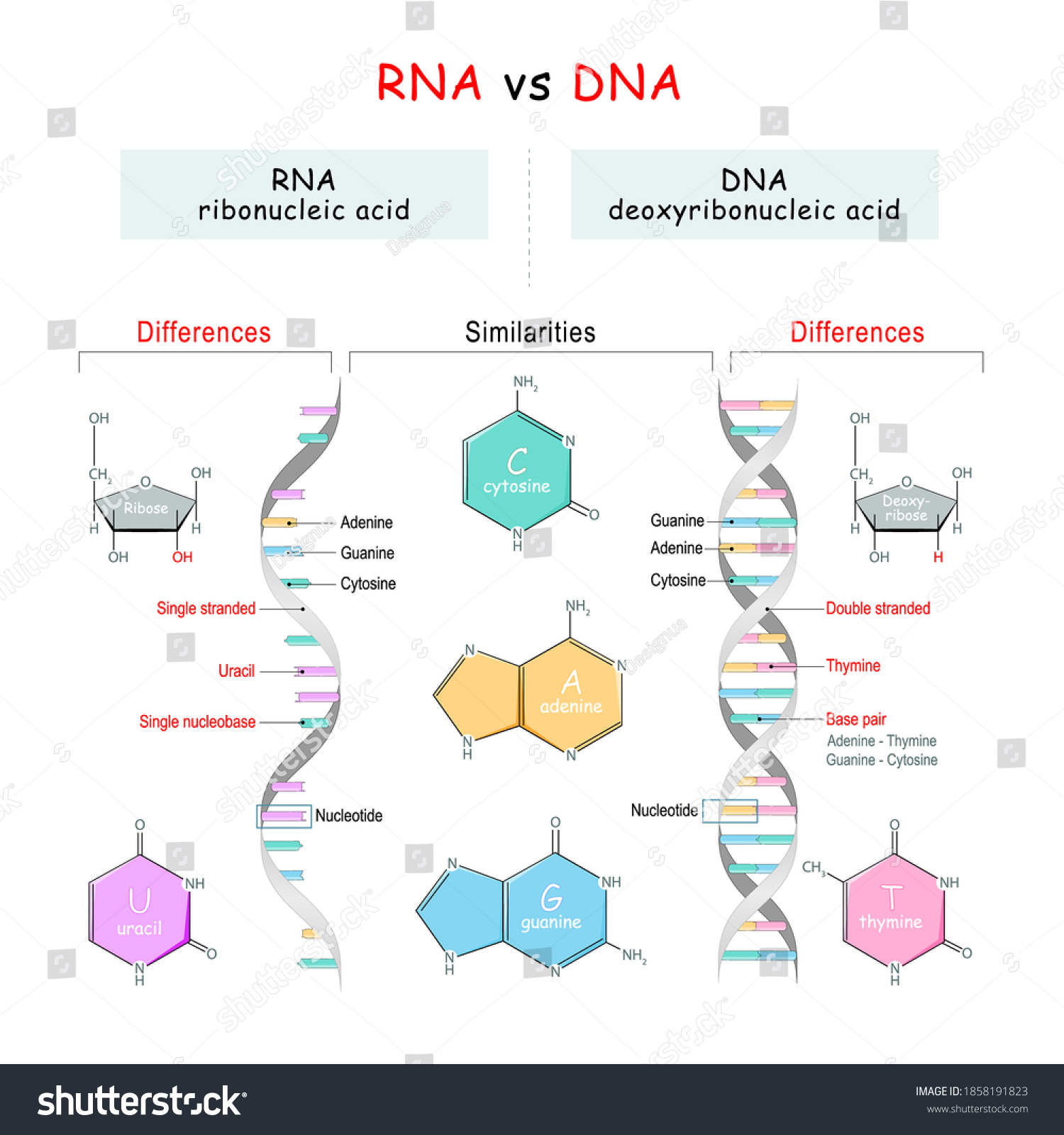 Dna Vs Rna Comparison Similarities Differences Stock Vector (Royalty ...