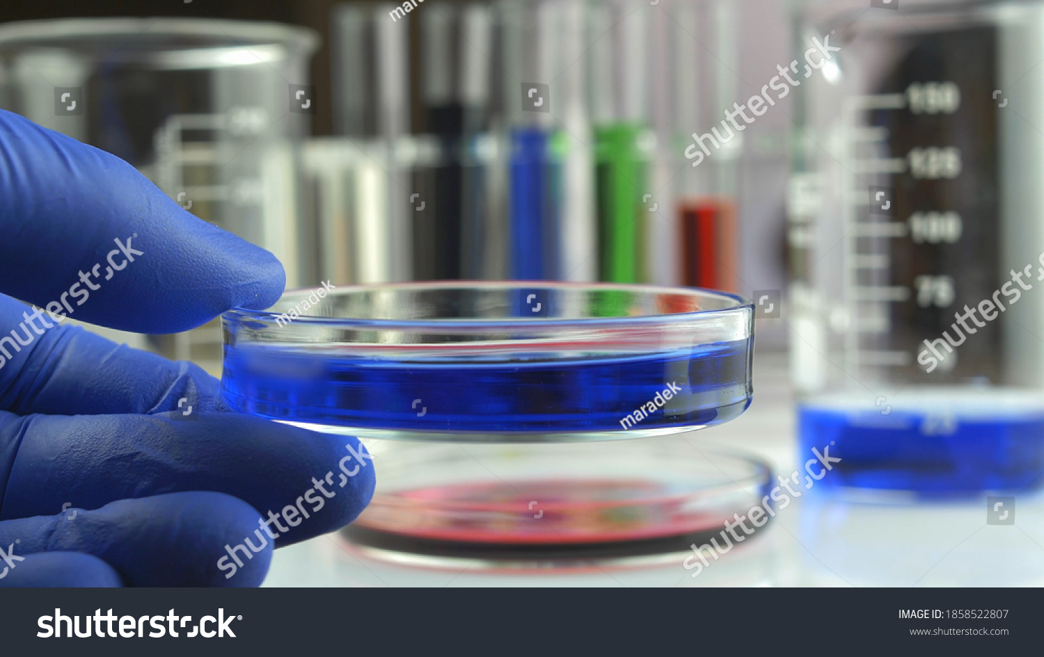 Pouring Liquid Beaker Into Glass Petri Stock Photo 1858522807 ...