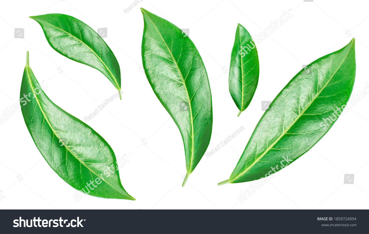 Flying Orange Fruit Leaves Isolated On Stock Photo 1859724994 ...