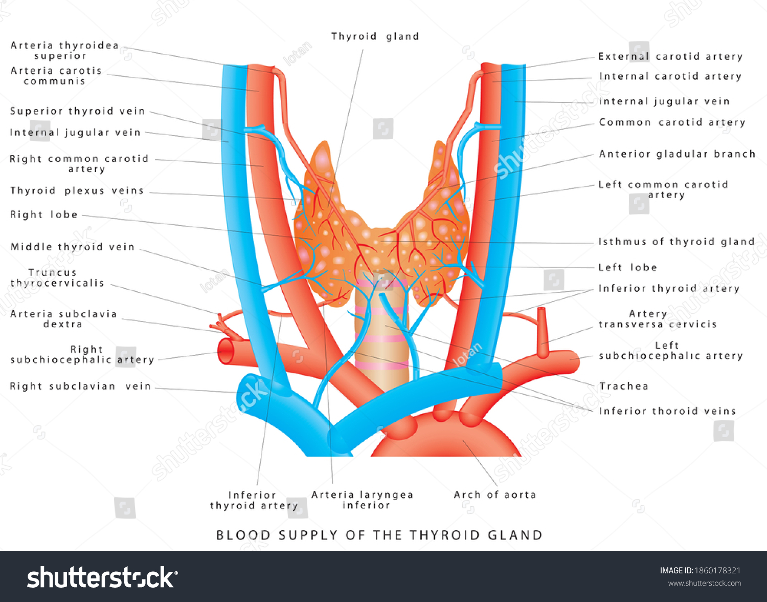 Кровоснабжение щитовидной железы схема
