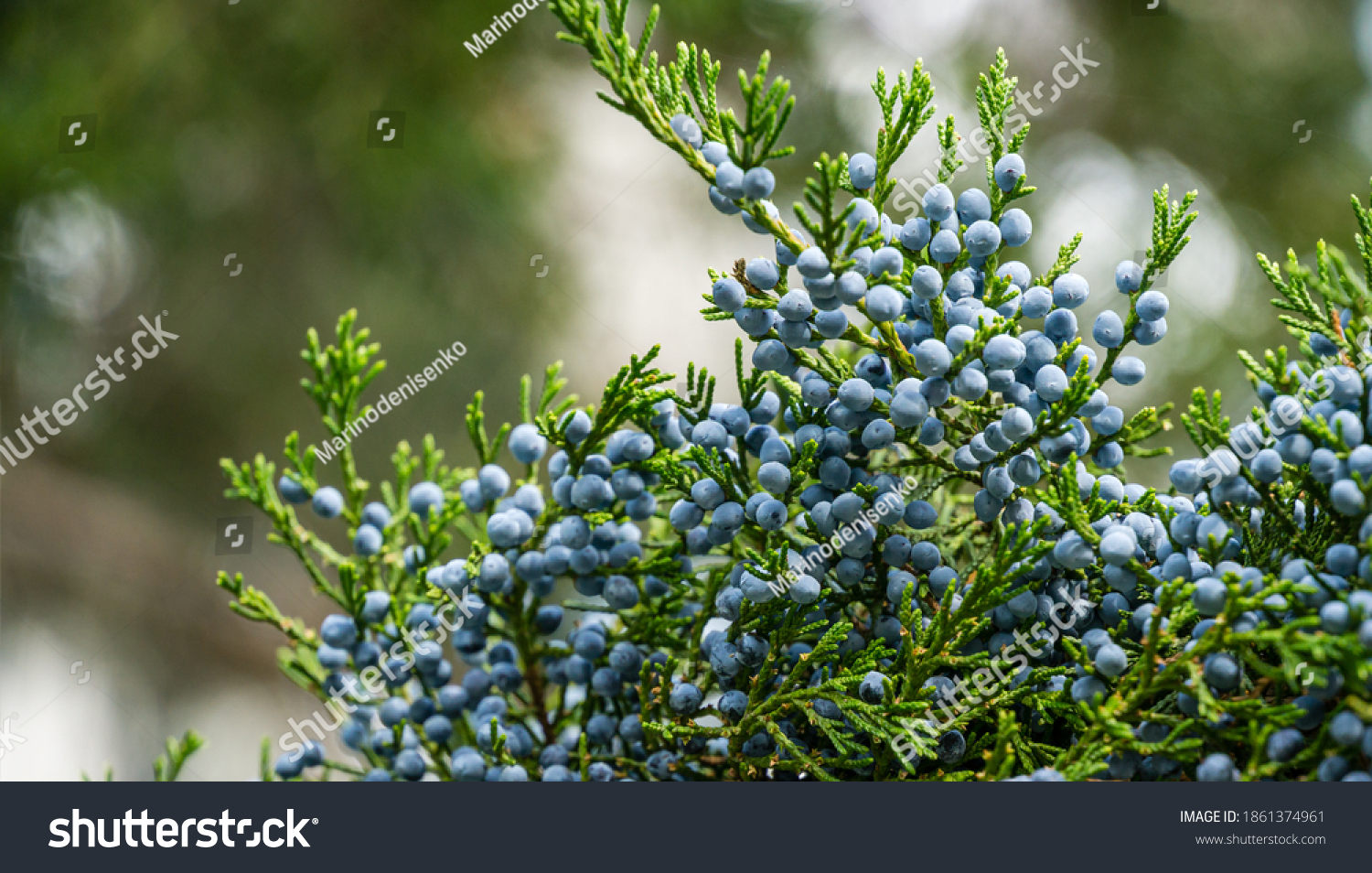 Closeup Beautiful Branch Juniperus Virginiana Tree Stock Photo ...