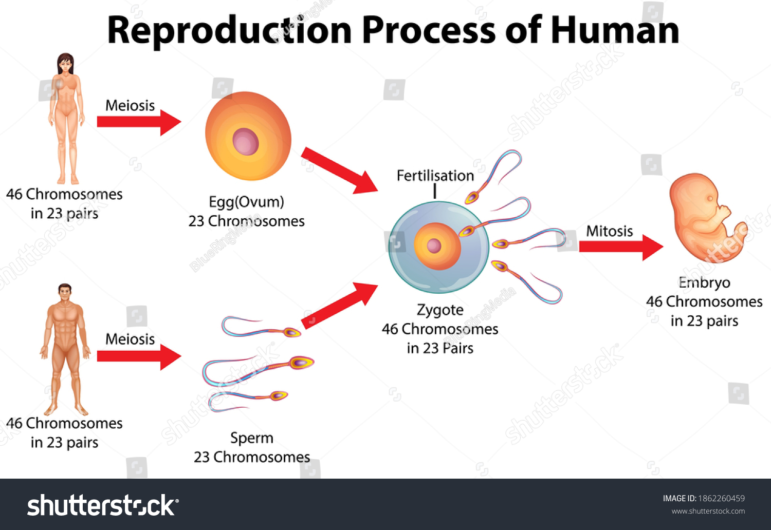 Reproduction Process Human Illustration Stock Vector Royalty Free 1862260459 Shutterstock 