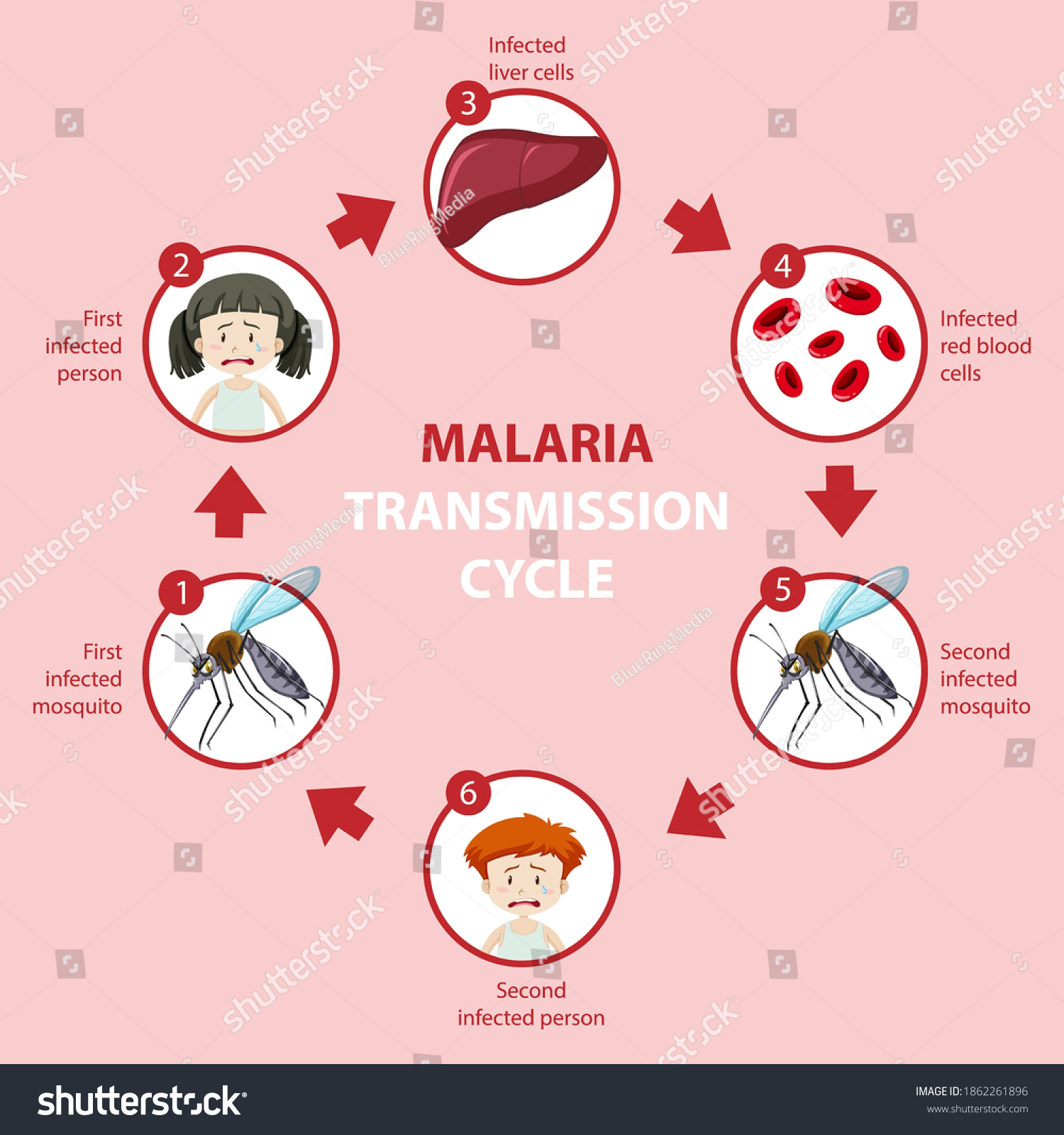 Malaria Transmission Cycle Symptom Information Infographic เวกเตอร์