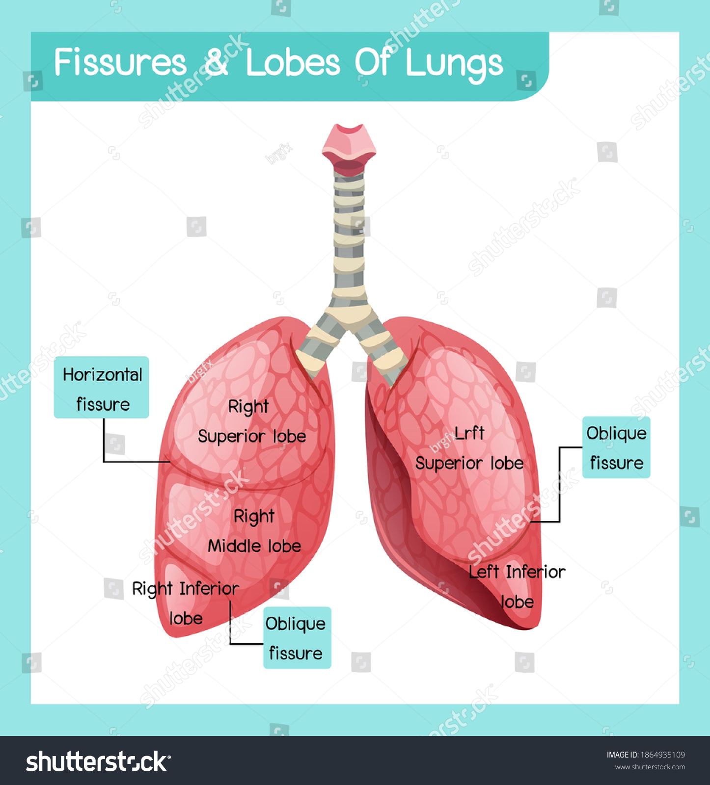 Fissures Lobes Lungs Illustration Stock Vector (Royalty Free ...