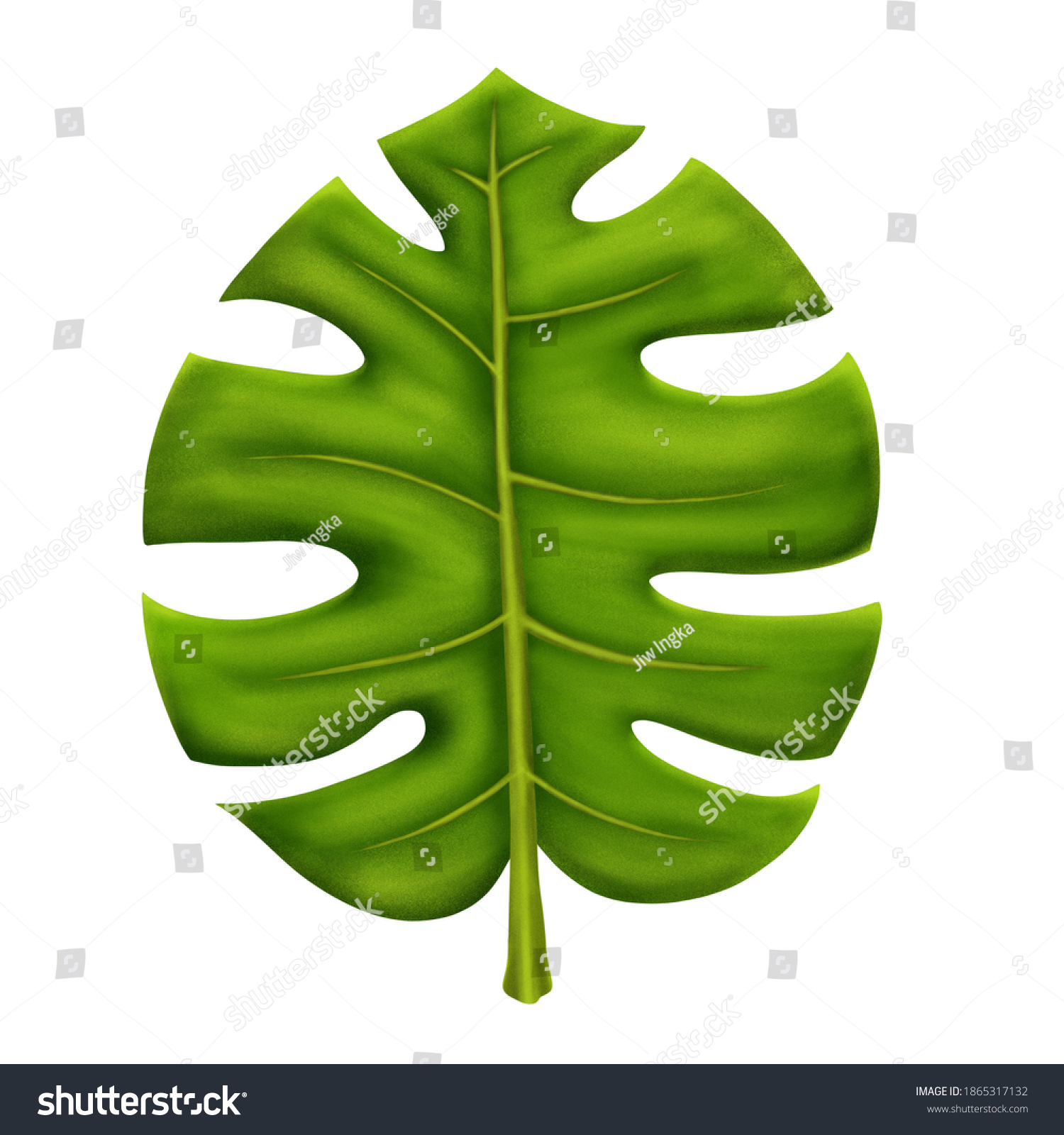 Monstera Deliciosa Swiss Cheese Plant Leaf Stok İllüstrasyon 1865317132 Shutterstock 5156