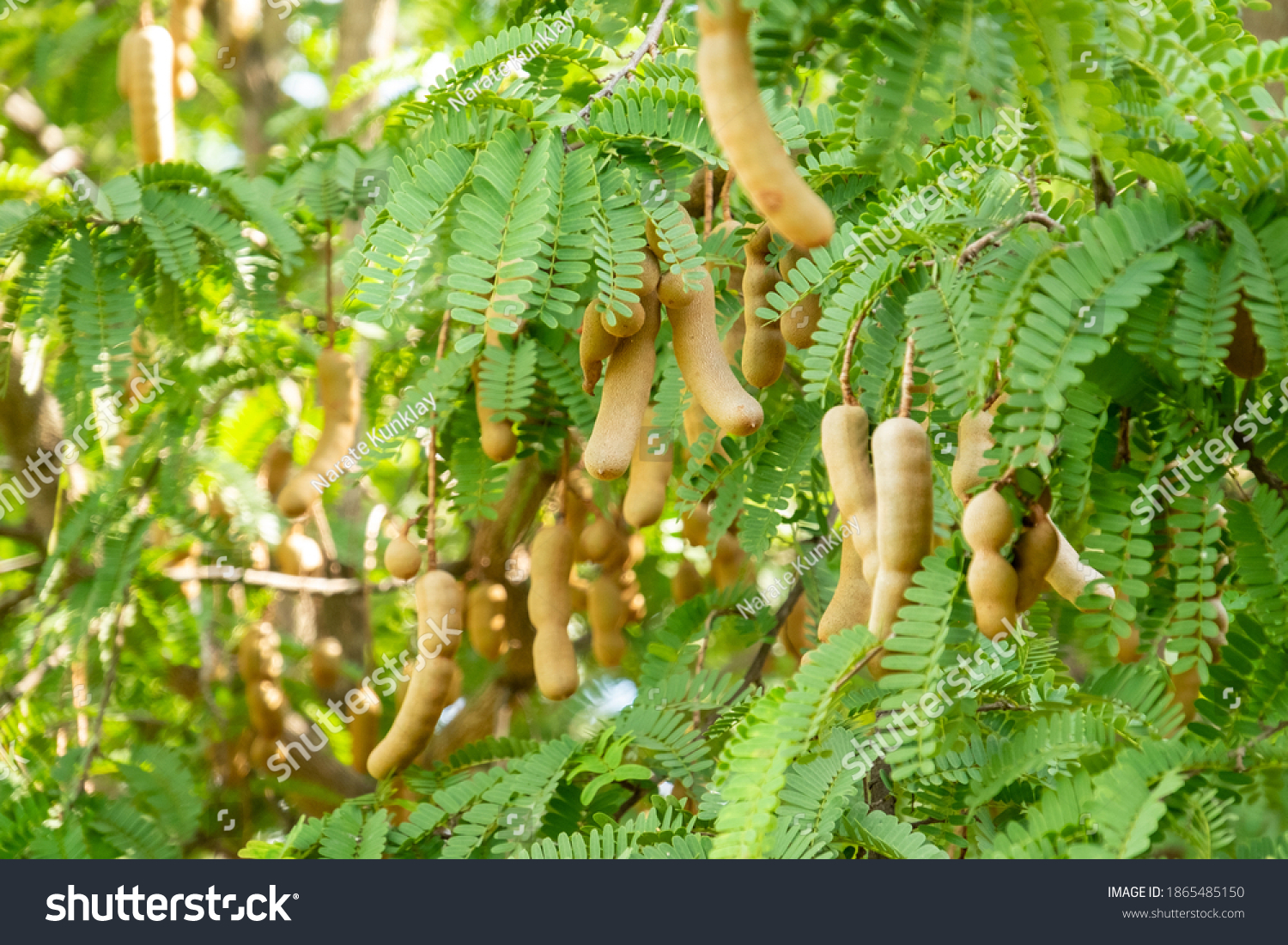 4,746 Raw Tamarind On Tree Images, Stock Photos & Vectors | Shutterstock