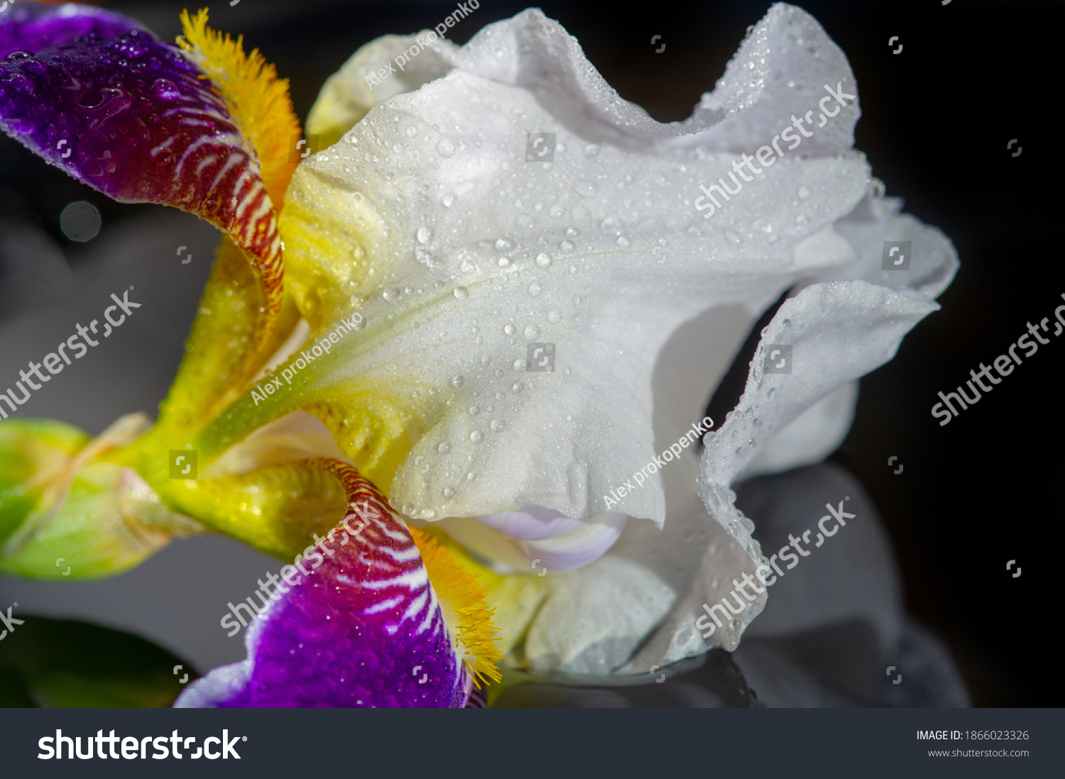 name-iris-greek-word-rainbow-greeks-stock-photo-1866023326-shutterstock