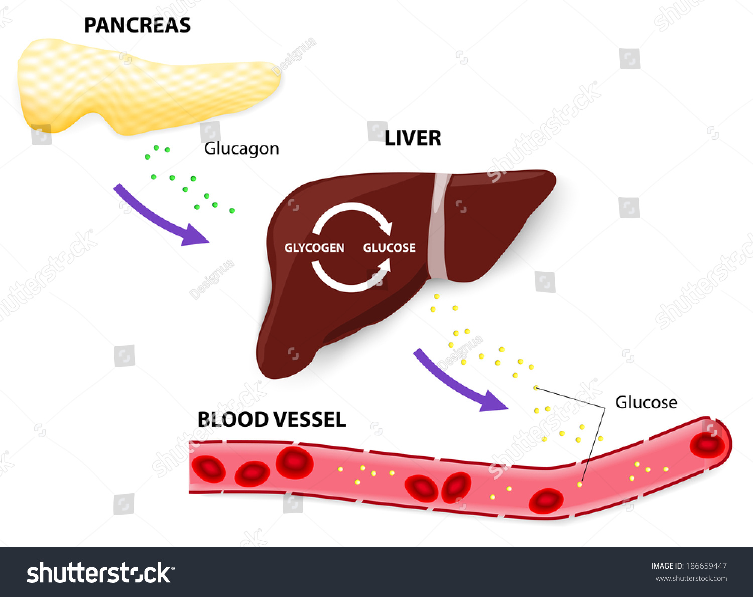 5-liver-converts-glycogen-into-glucose-immagini-foto-stock-e-grafica