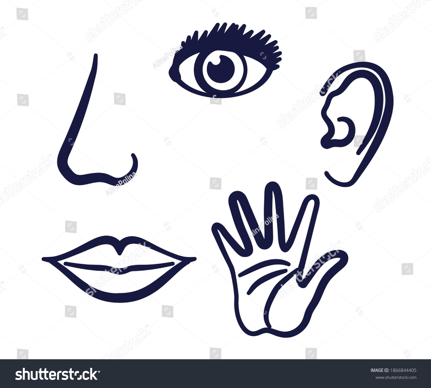 Human Sense Organs On White Background Stock Vector (Royalty Free ...