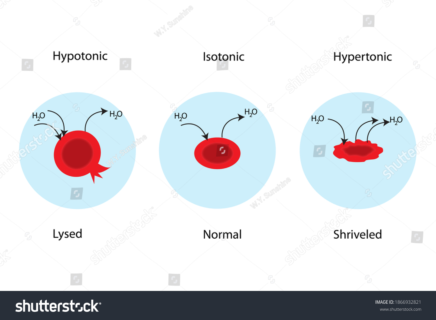 Water Diffuses Into Red Blood Cell Stock Illustration 1866932821 