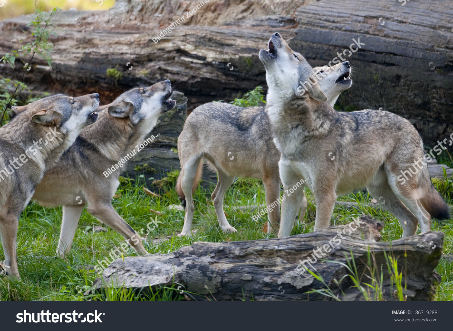 European Wolf Canis Lupus Stock Photo 186719288 | Shutterstock