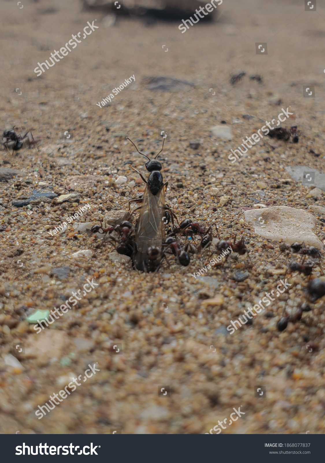 Group Flying Ants Small Ants Coming Stock Photo 1868077837 Shutterstock   Stock Photo A Group Of Flying Ants And Small Ants Are Coming Out From The Laurel 1868077837 