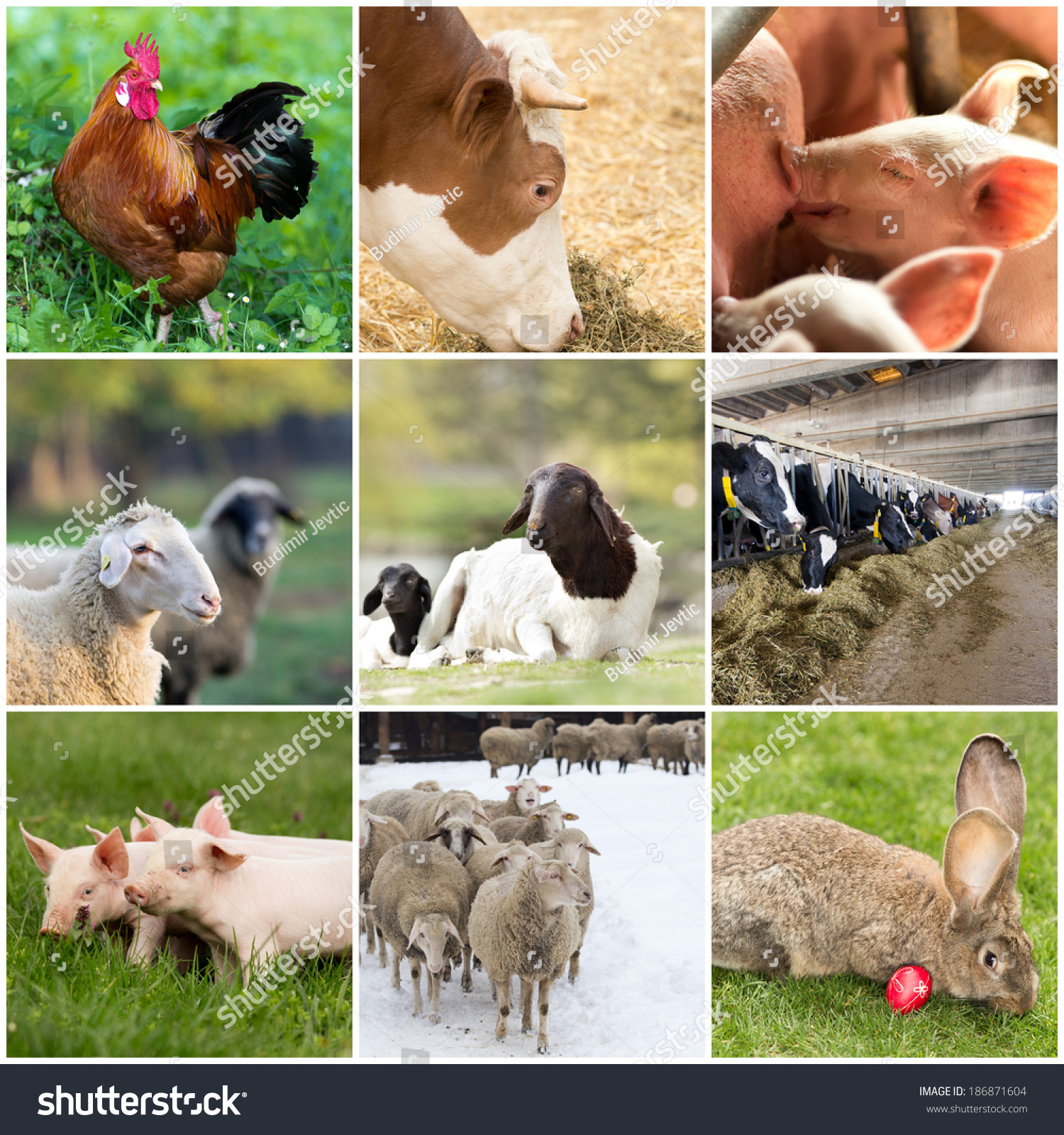 2,453 Farm Animals Collage Images, Stock Photos & Vectors | Shutterstock