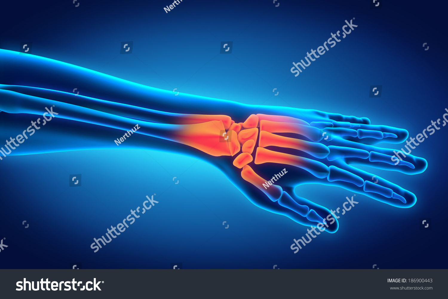 Human Hand Anatomy Illustration Stock Illustration 186900443 Biology Diagrams