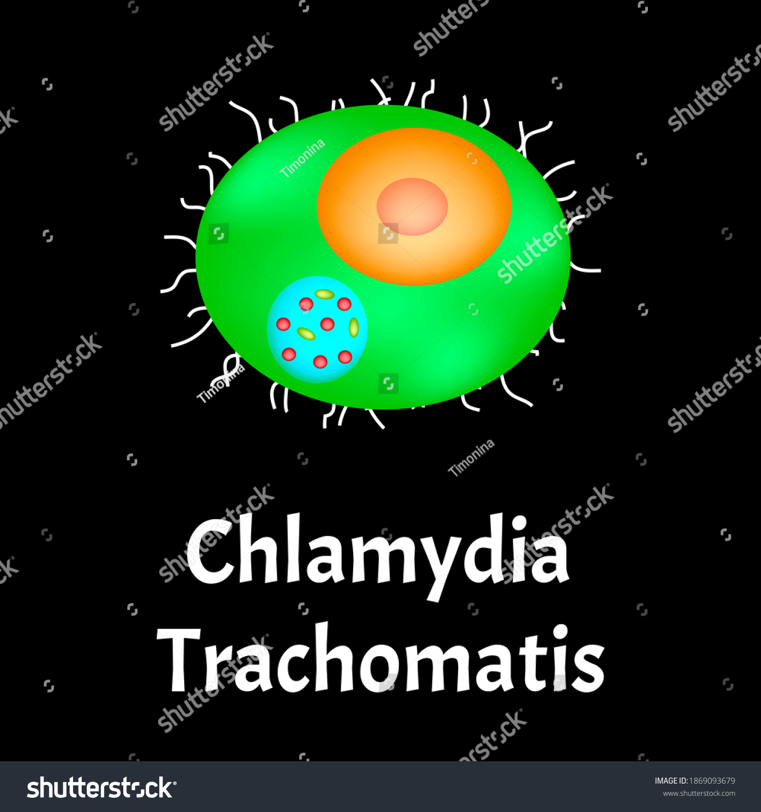 Chlamydia Trachomatis Bacterial Infections Chlamydiosis Sexually Stock Illustration 1869093679 7820