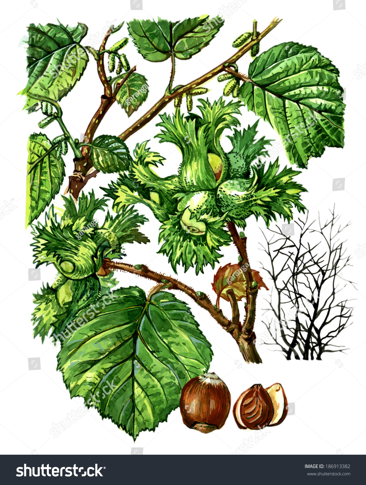 Орешник плоды и листья