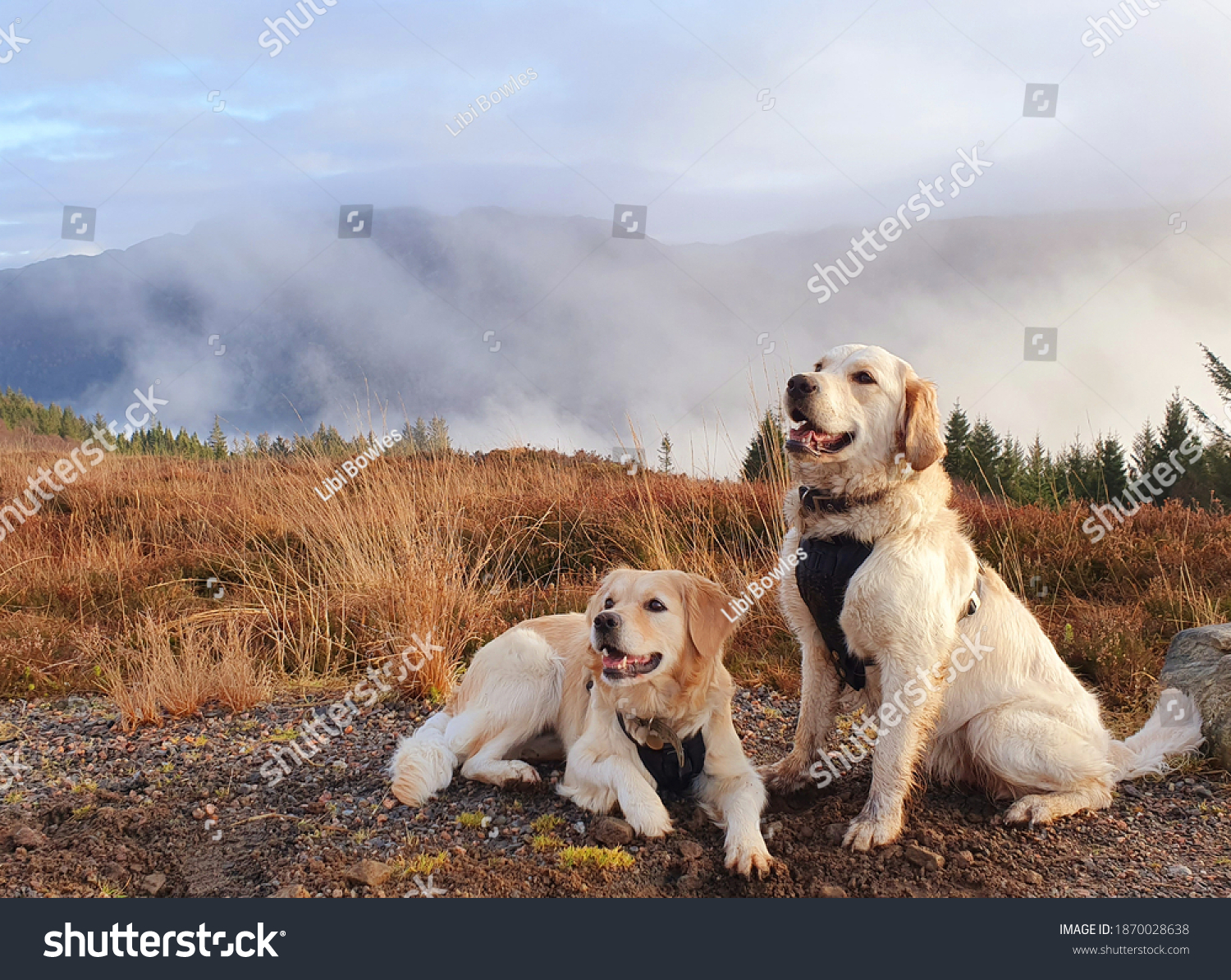 are golden retrievers outside dogs