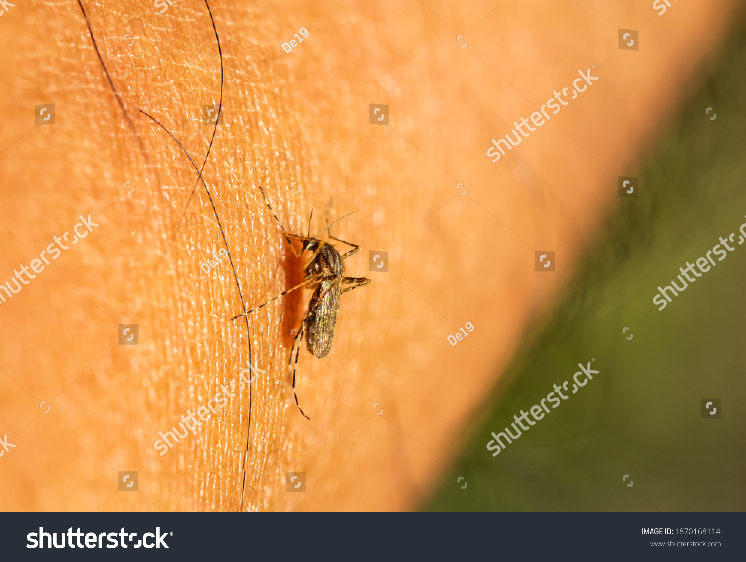 Mosquitomansonia Uniformis Mansonia Annulifera Mosquito Sucking Stock ...