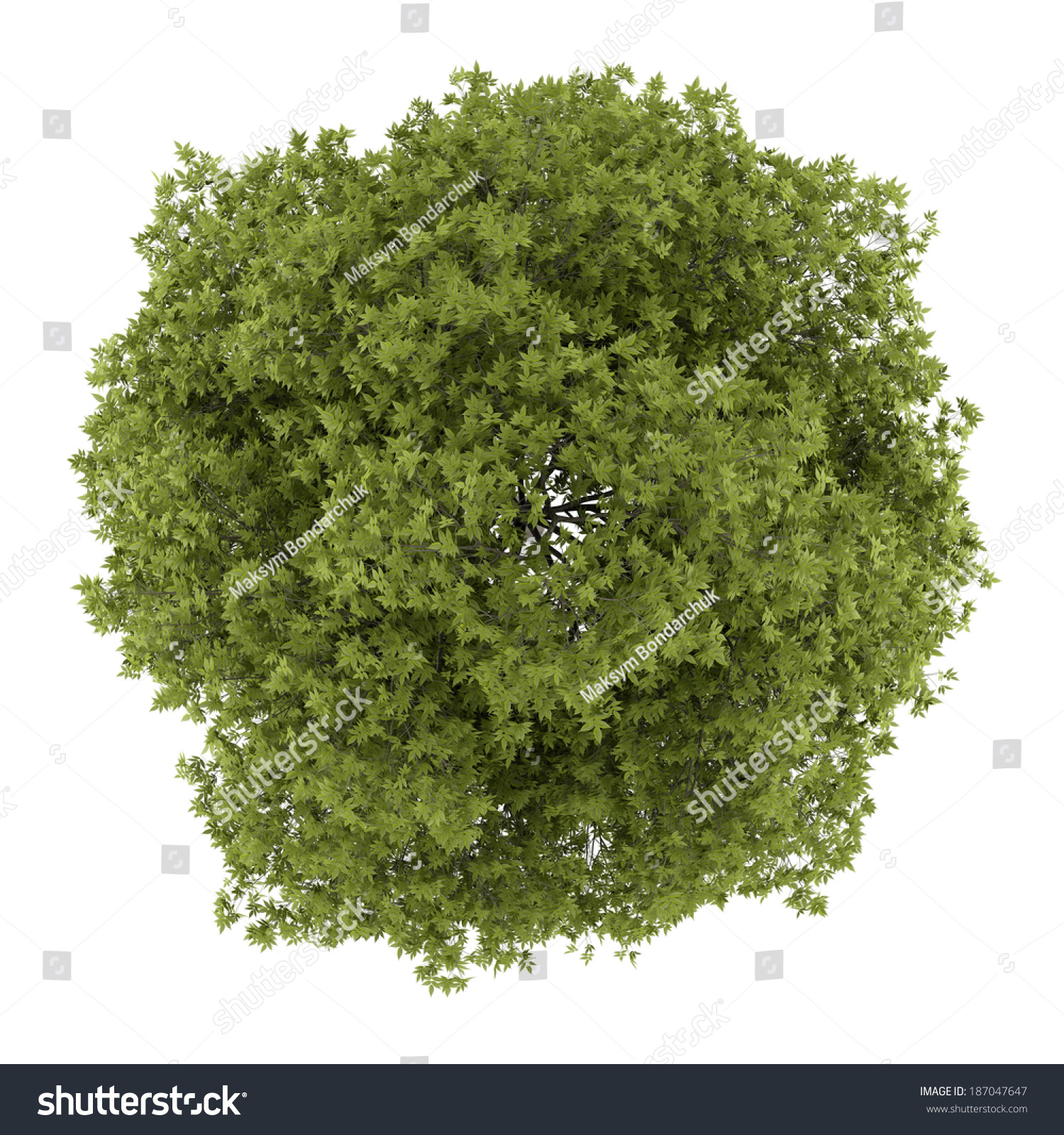 Top View White Ash Tree Isolated Stock Illustration 187047647