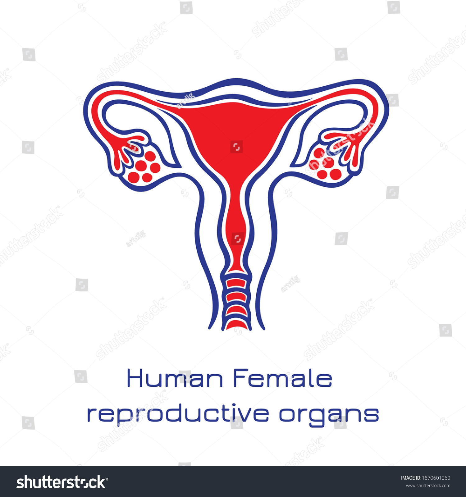 Vektor Stok Human Anatomy Female Reproductive System Female Tanpa Royalti 1870601260 4239