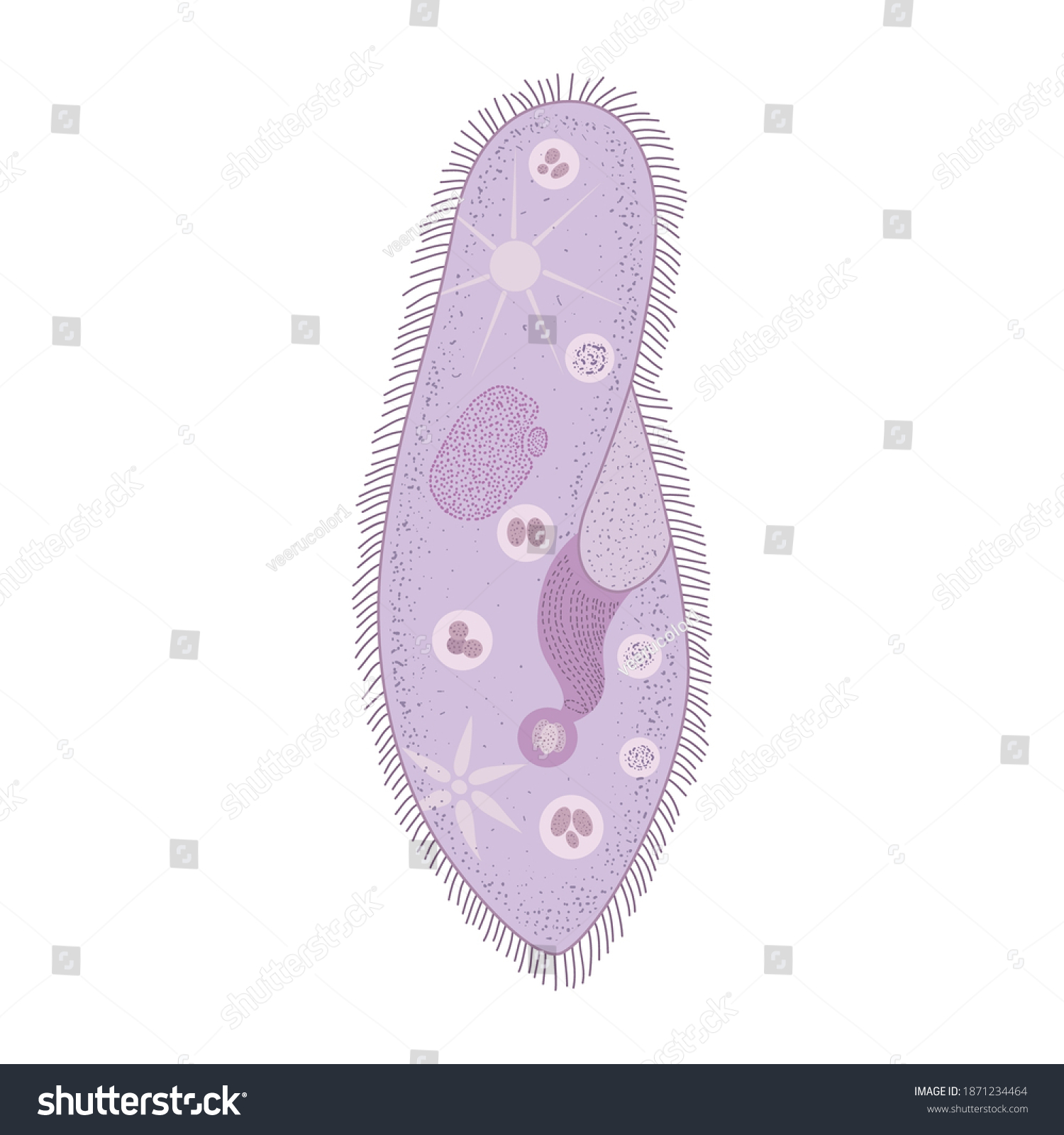 Paramecium Protozoa Cartoon Vector Design Stock Vector (Royalty Free ...