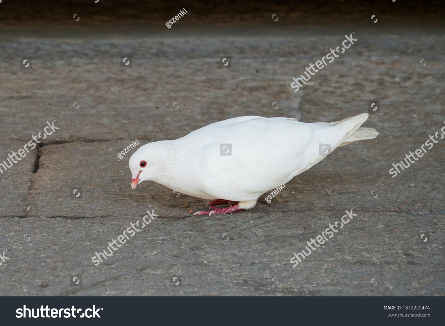 Pure White Dove Playing On Bricks Stock Photo 1872229474 | Shutterstock