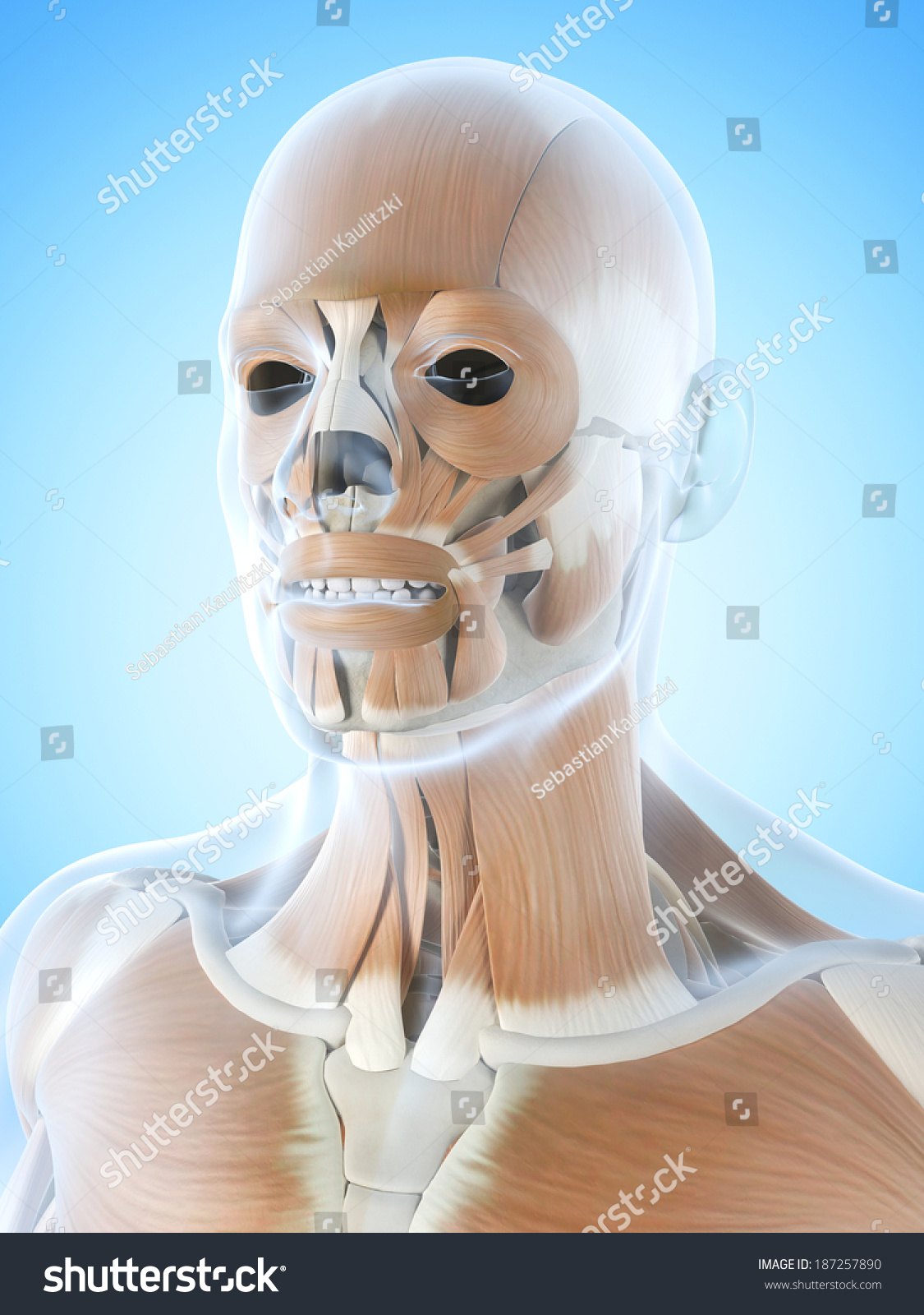 Ilustrasi Stok Anatomy Illustration Showing Facial Muscles Shutterstock