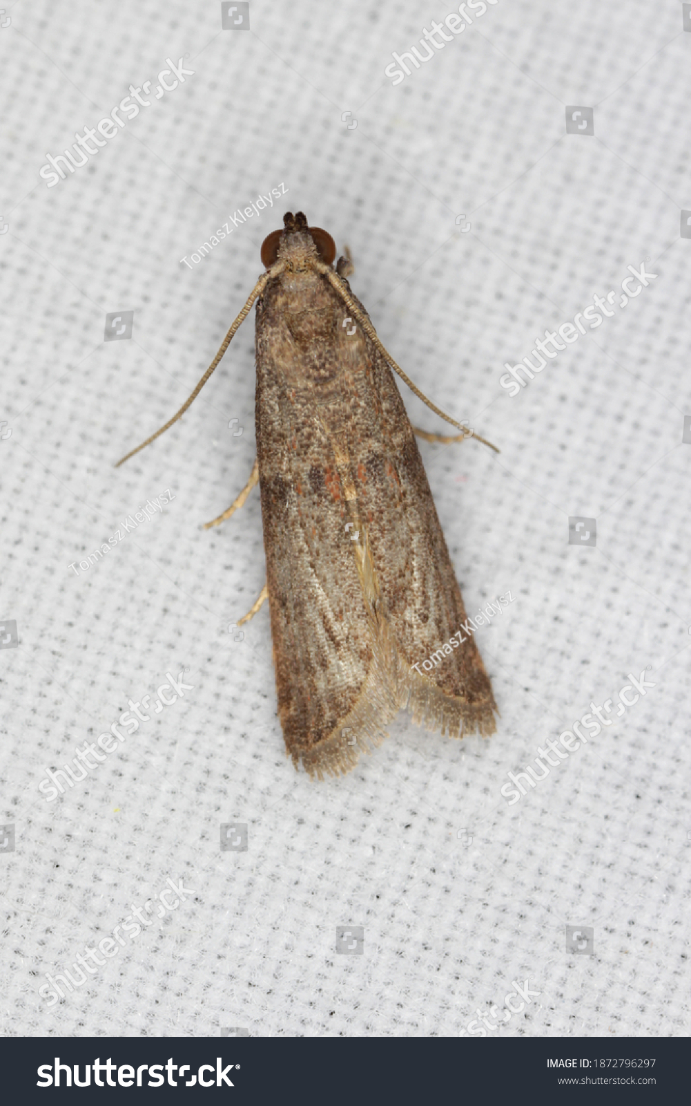 116 Almond Moth Images, Stock Photos & Vectors | Shutterstock