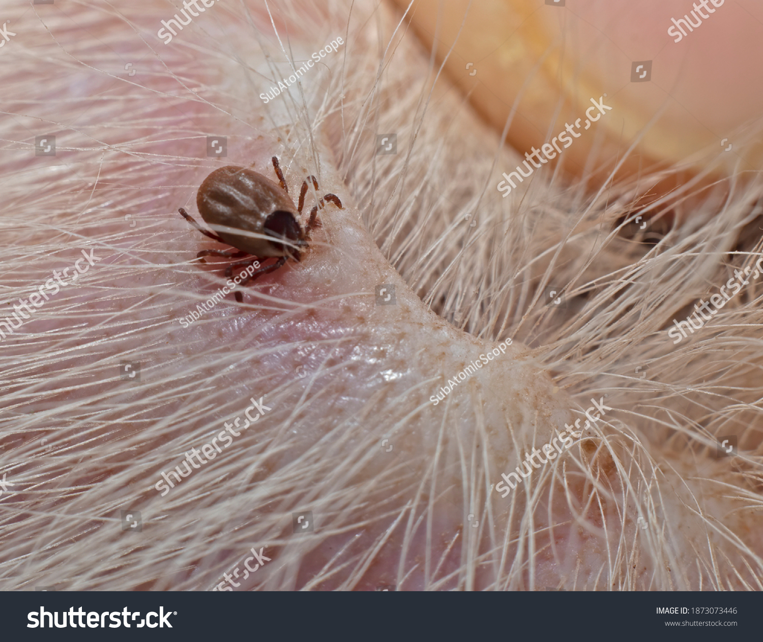 Common Dog Tick Found On Inside Stock Photo 1873073446 | Shutterstock