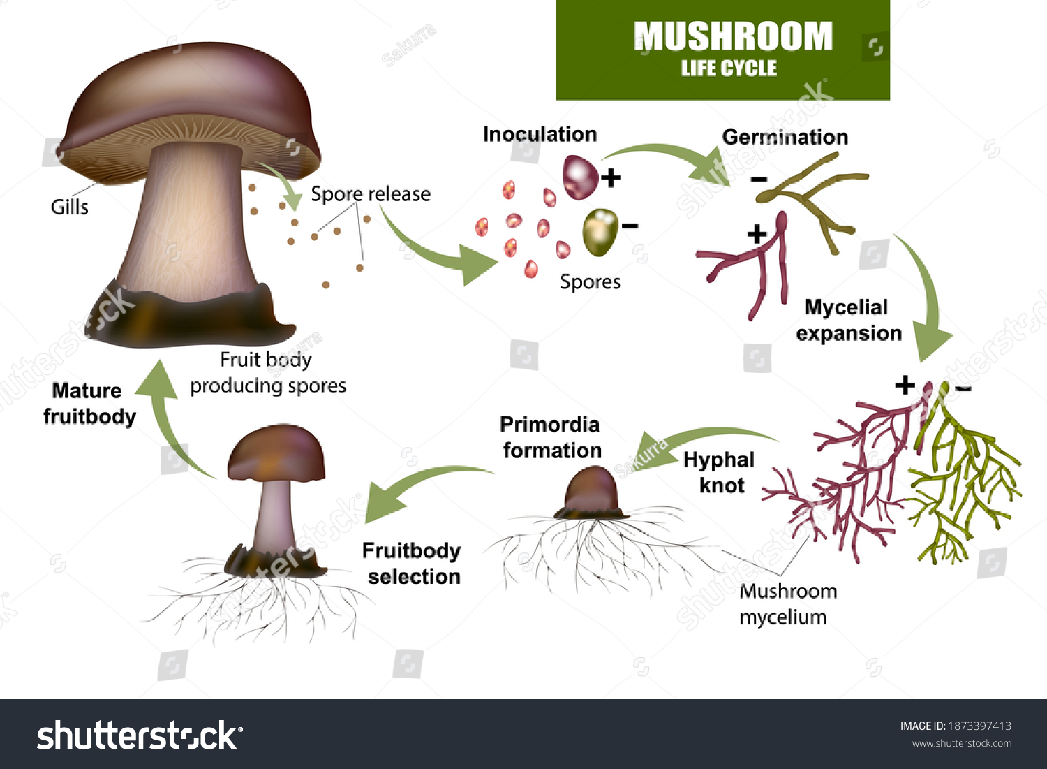 479 Inoculated spores Images, Stock Photos & Vectors | Shutterstock