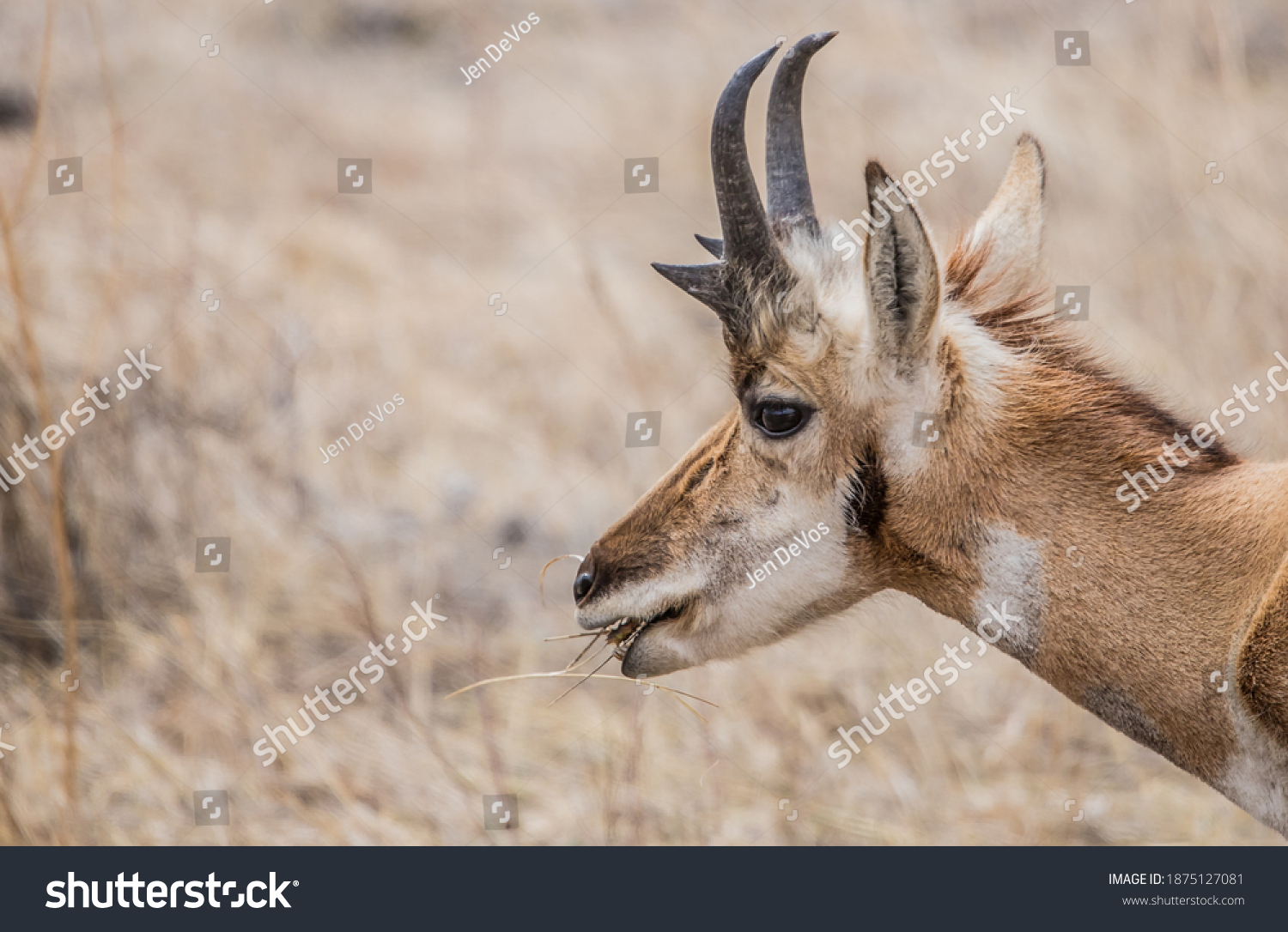 Pronghorn Antelope Grazing Grasslands Stock Photo 1875127081 Shutterstock