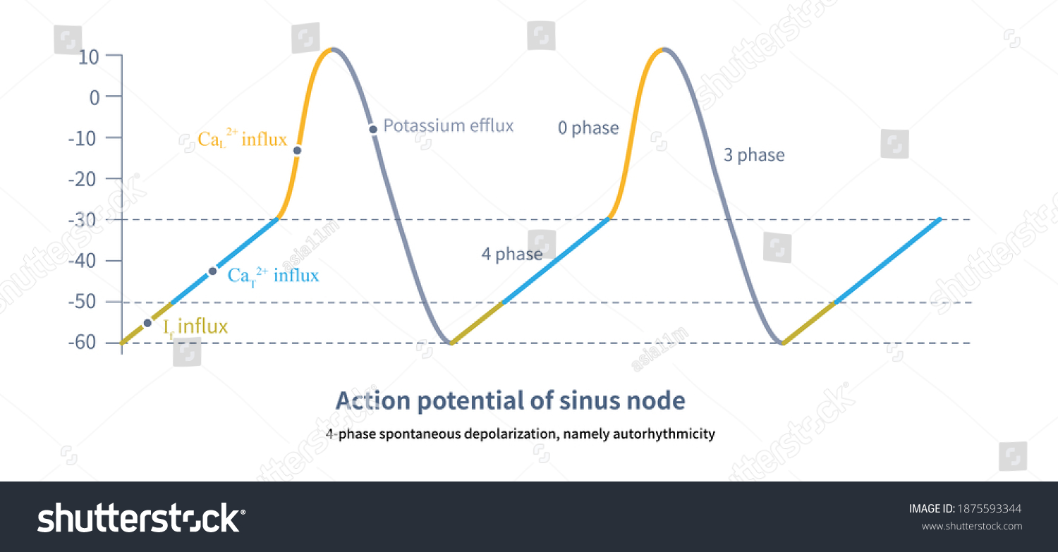 pacemaker-cells-sinus-node-can-spontaneously-stock-illustration