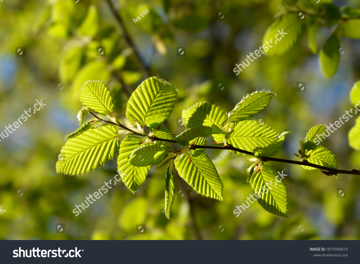 common-hornbeam-tree-latin-name-carpinus-stock-photo-1875990910