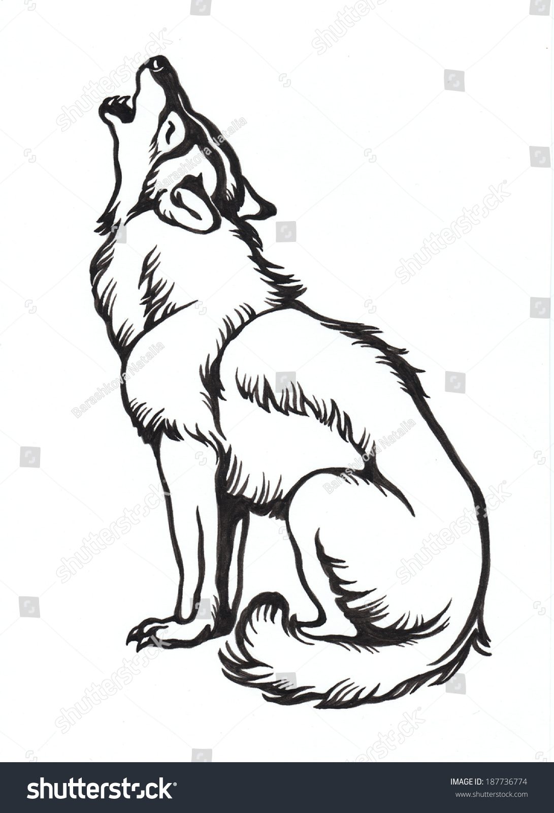 Ink Hand Drawing Wolf Illustration Stock Illustration 187736774 ...