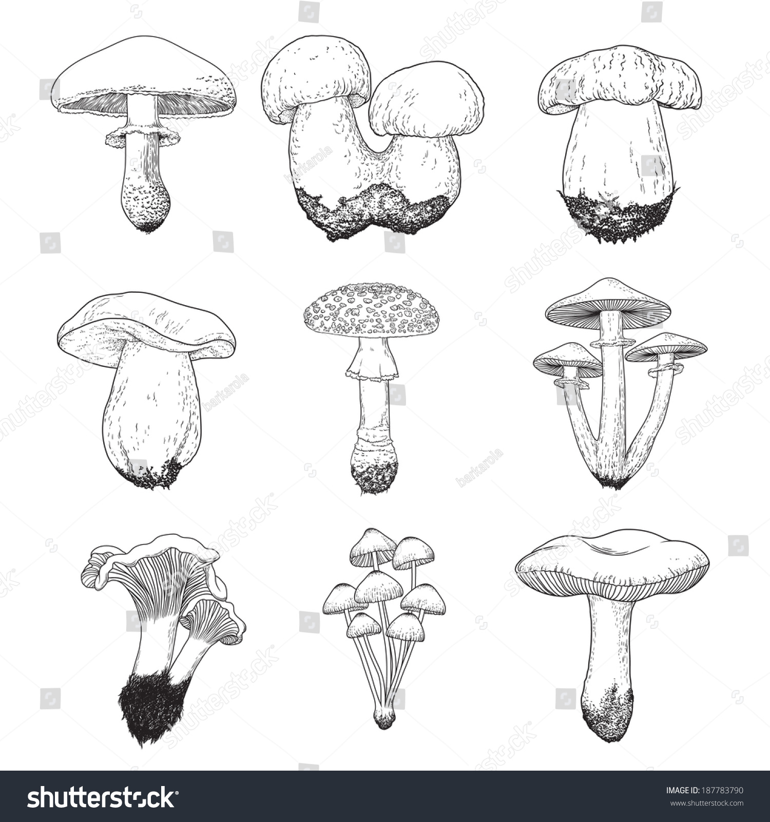 Съедобные грибы эскиз
