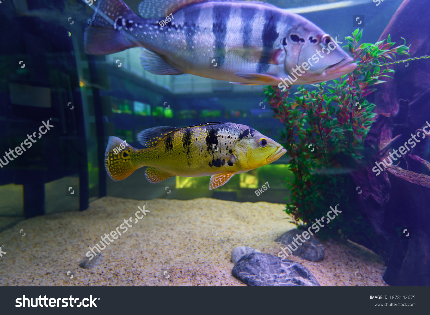 peacock bass monoculus