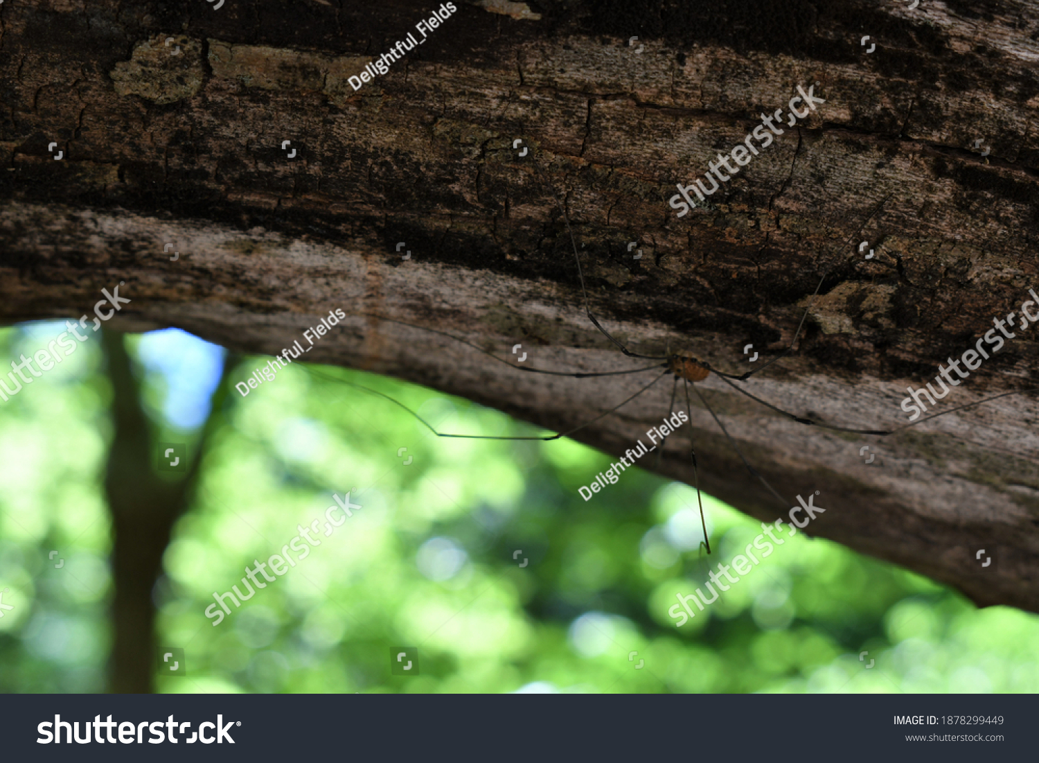 daddy-long-leg-on-log-stock-photo-1878299449-shutterstock