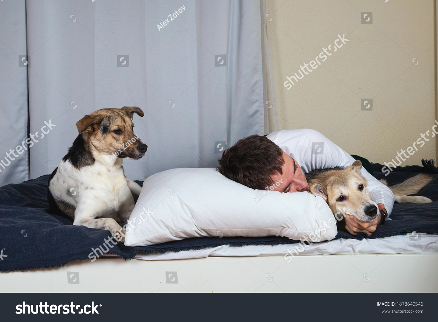 두 마리의 개를 침대에 눕힌 귀여운 스톡 사진 1878640546 | Shutterstock