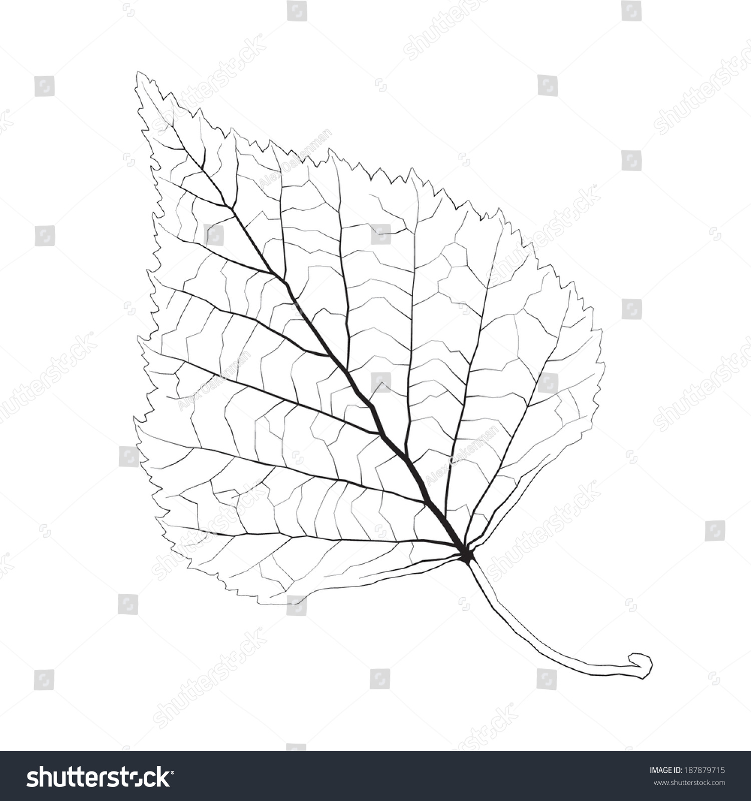 Березовый лист черно белый