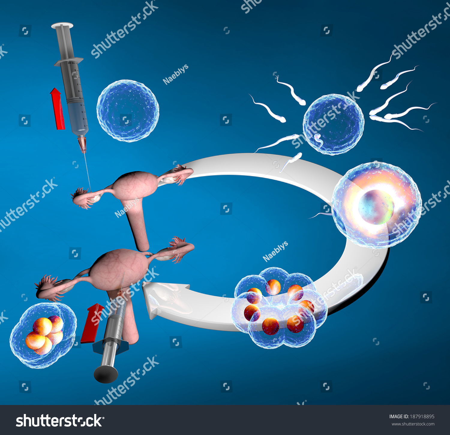 Vitro Fertilization Artificial Insemination Route Natural 스톡 일러스트 187918895 Shutterstock 2666