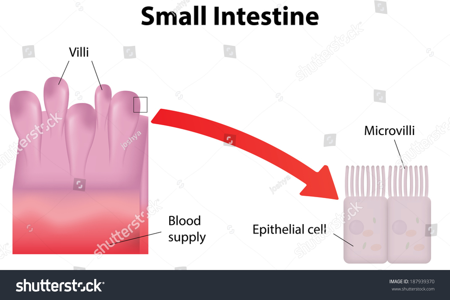 Small Bowel Labeled Diagram Intestine Stock Vector Royalty Free