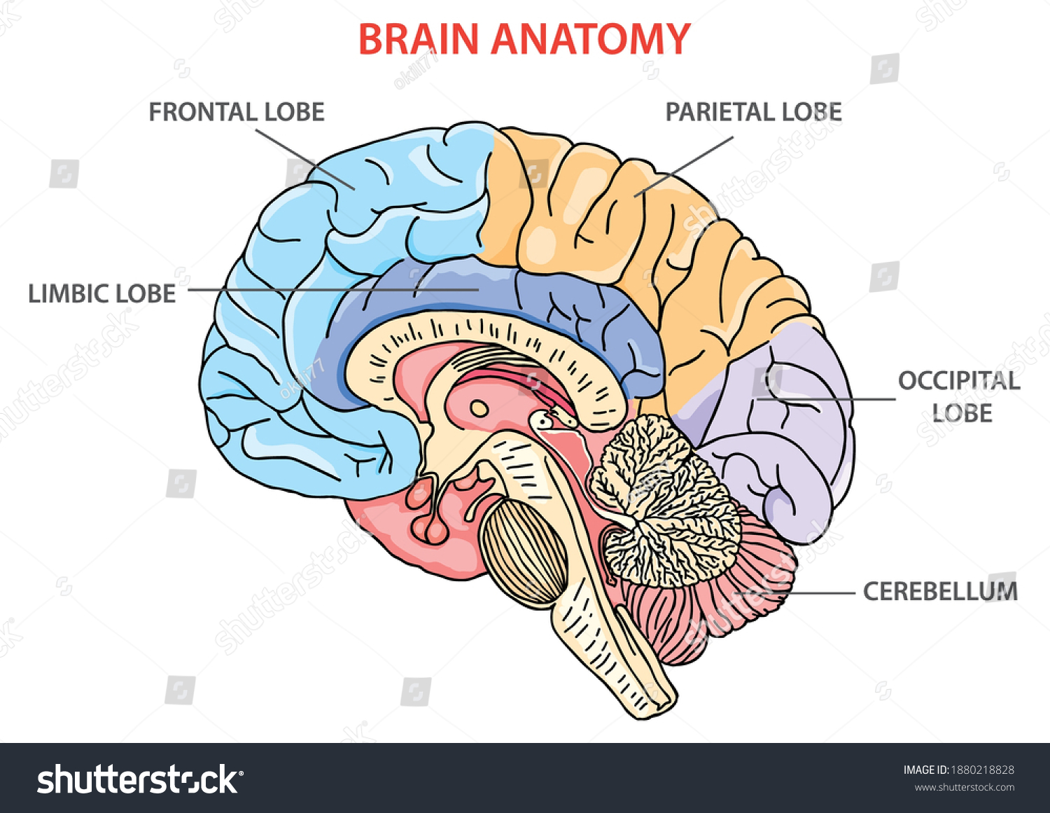 46 Brain Cerebellum And Prefrontal Cortex Images, Stock Photos ...